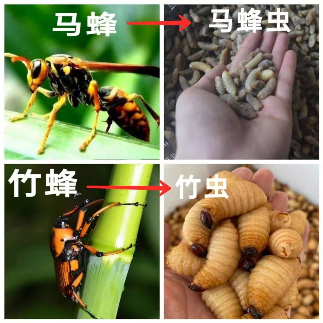  竹虫，竹象虫，竹蜂，竹虫养殖，长期稳定大量供应商品虫，