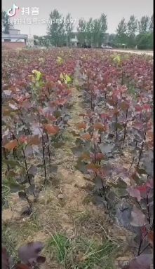 泌阳县 无絮中华红叶杨杨树苗