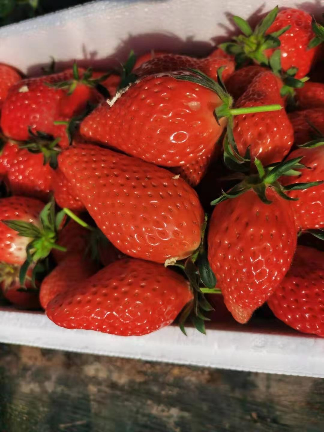 甜宝草莓 新鲜奶莓，口感硬度俱佳！