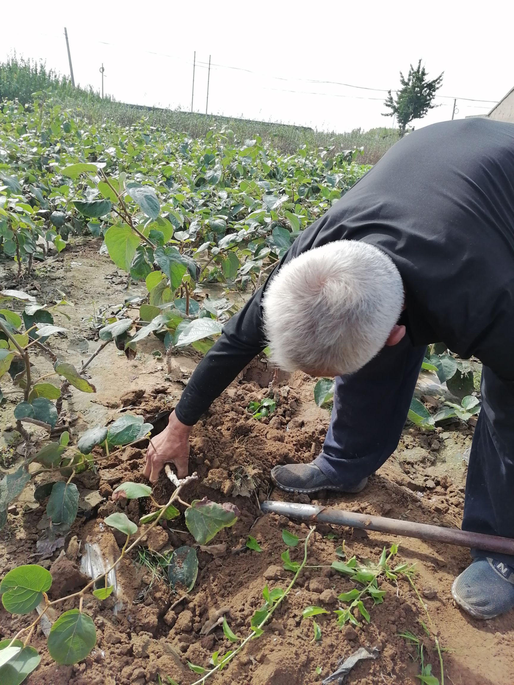 水杨桃砧木嫁接苗 嫁接苗 