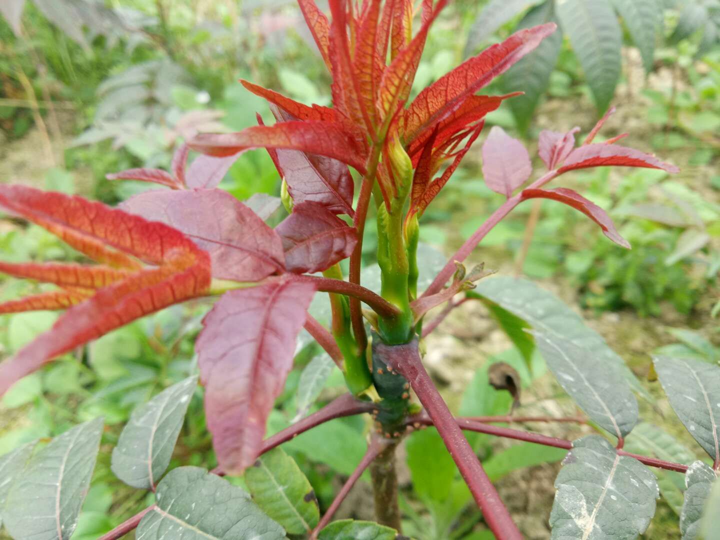 矮化香椿苗  四季红油香椿苗 一年四季都可以采摘  专家培育 技术免费赠送