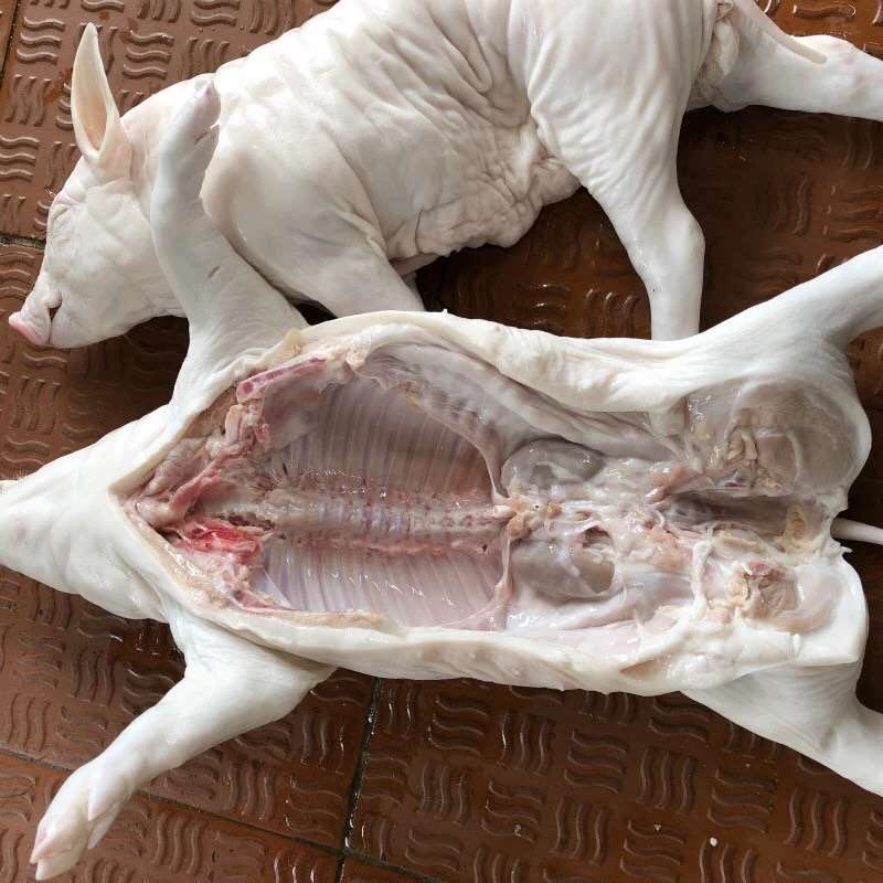 整头猪  冻乳猪，烤乳猪，冷乳猪，乳猪，脆皮乳猪
