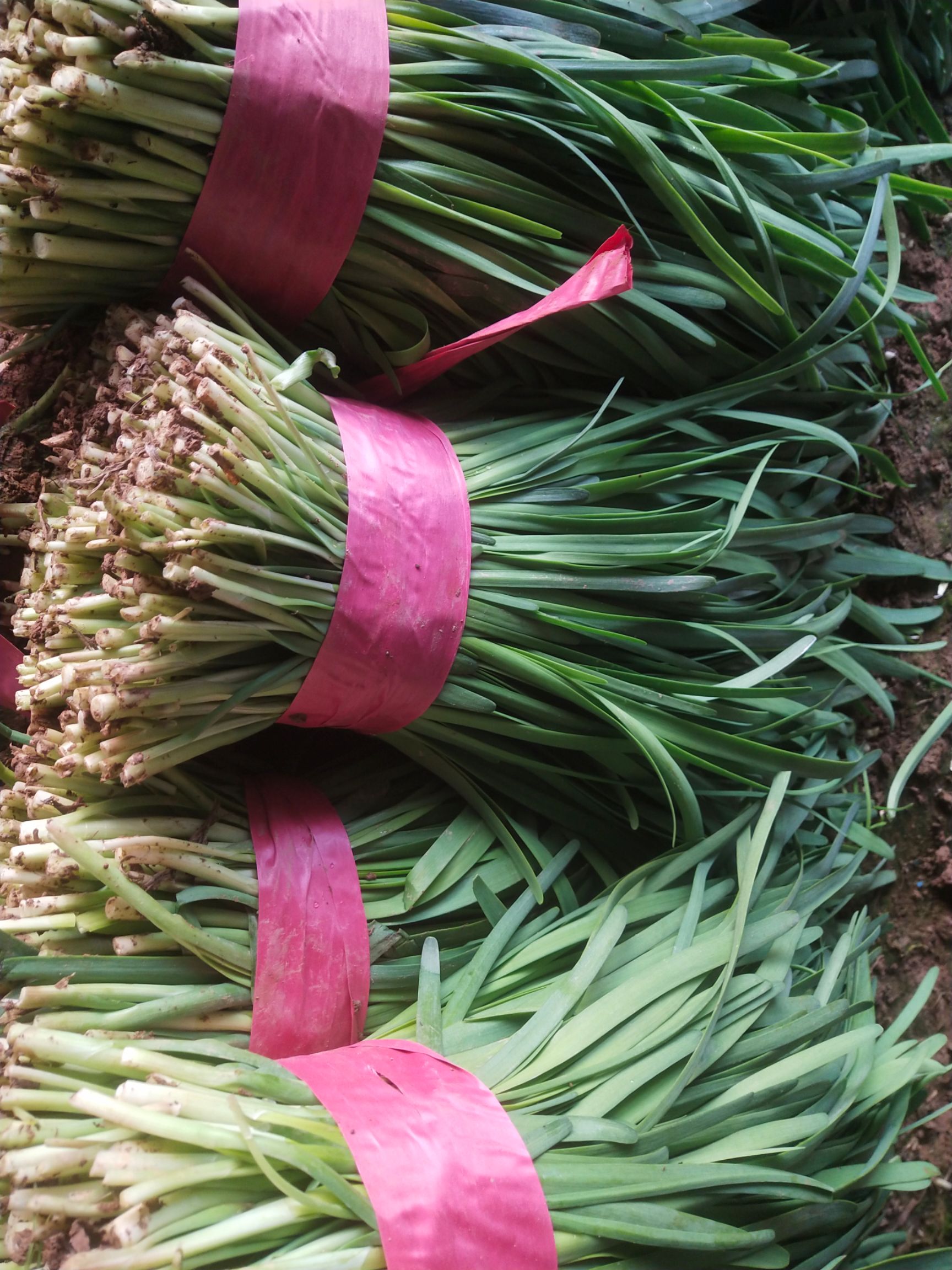 小叶韭菜  头刀颜色发黑发亮。