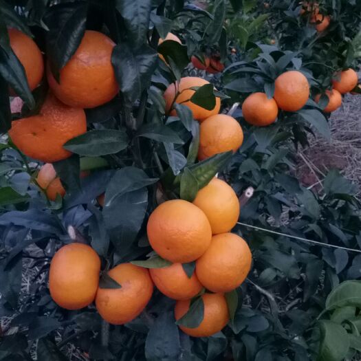 江华县沃柑 地头通货 