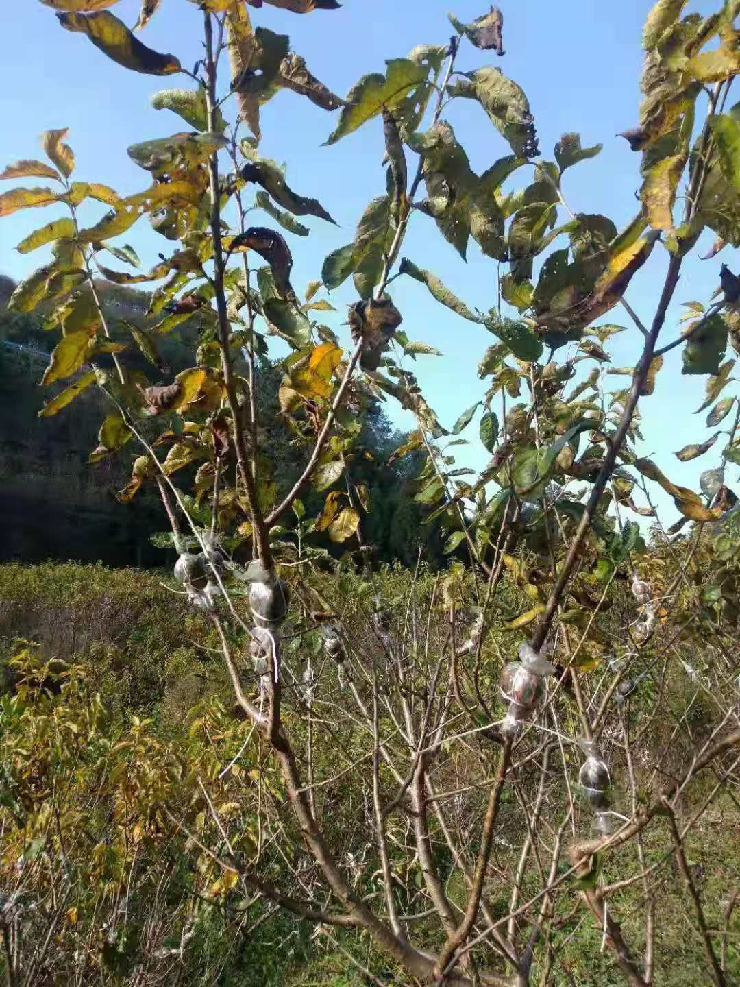 大紫樱桃苗  玛瑙红樱桃苗枝条压接苗