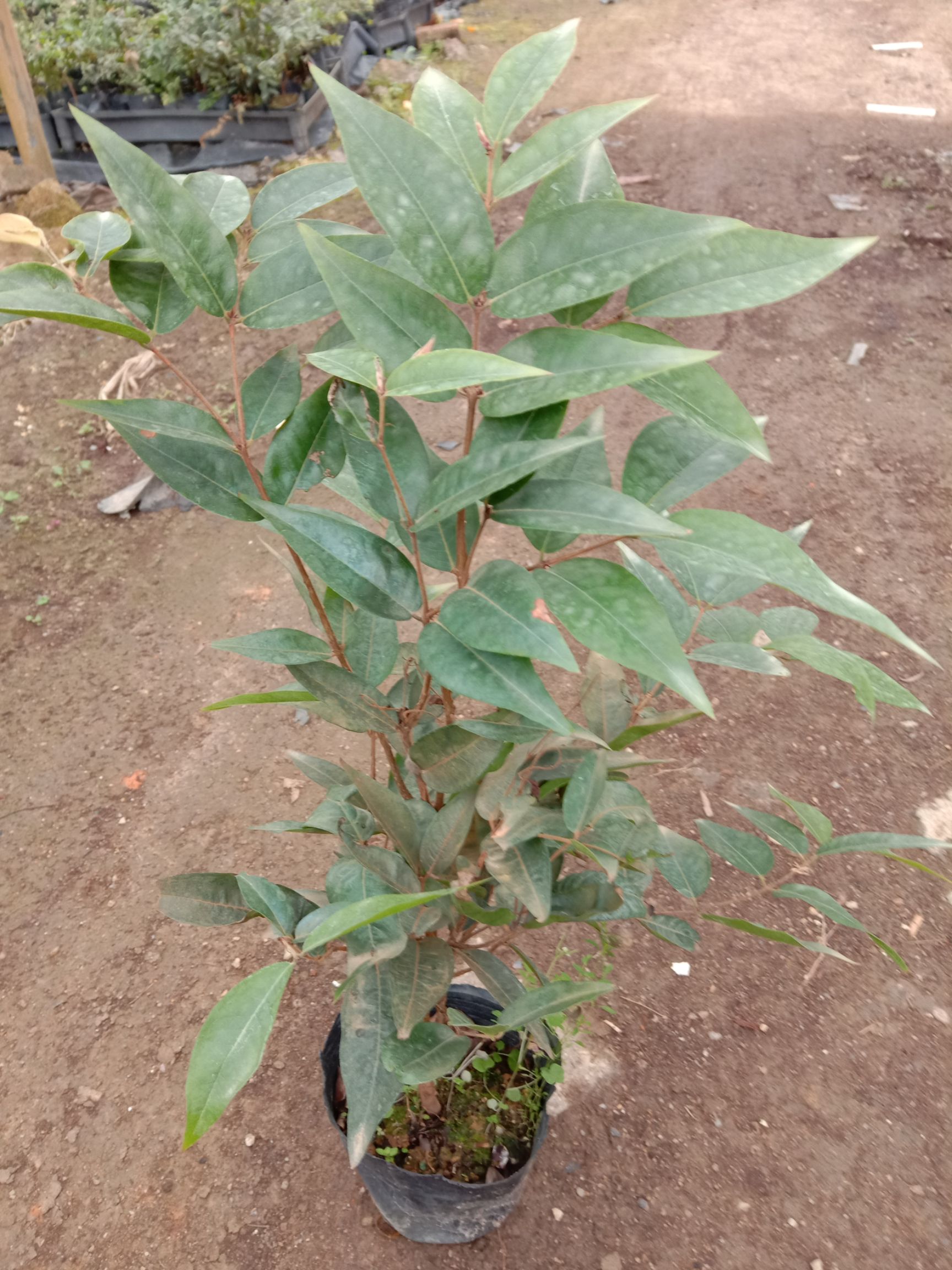 新品种绿水晶嘉宝果苗树葡萄苗