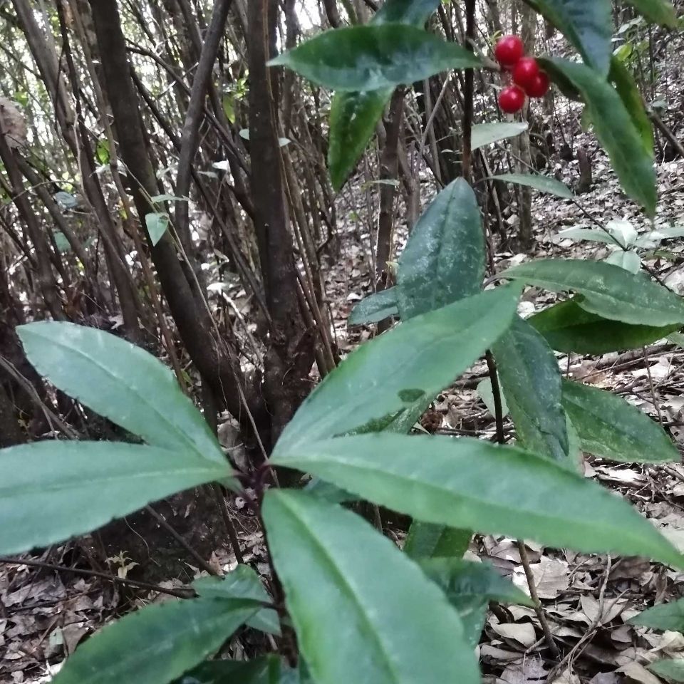 草珊瑚种子 八爪金龙