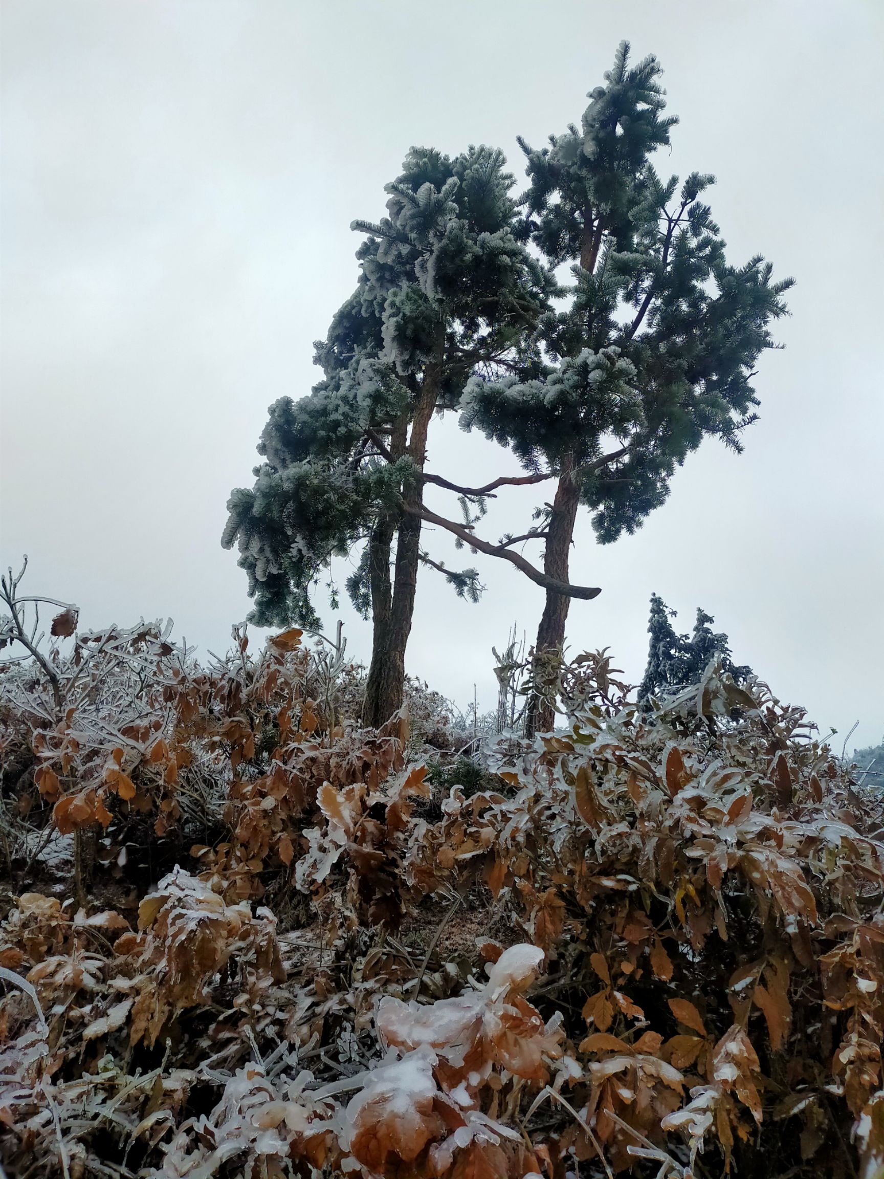 普通罗汉松 罗汉树罗汉树松树