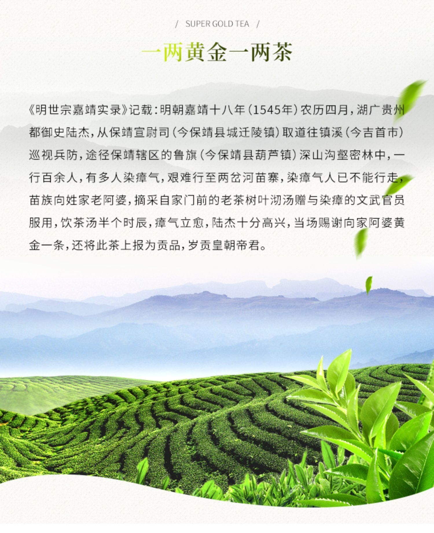 保靖黄金茶价格及图片图片