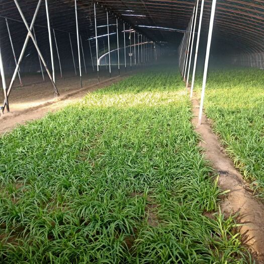 高碑店市 头茬大叶韭菜……大量销售
