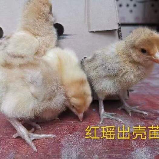 昆明红瑶鸡苗 红瑶土鸡