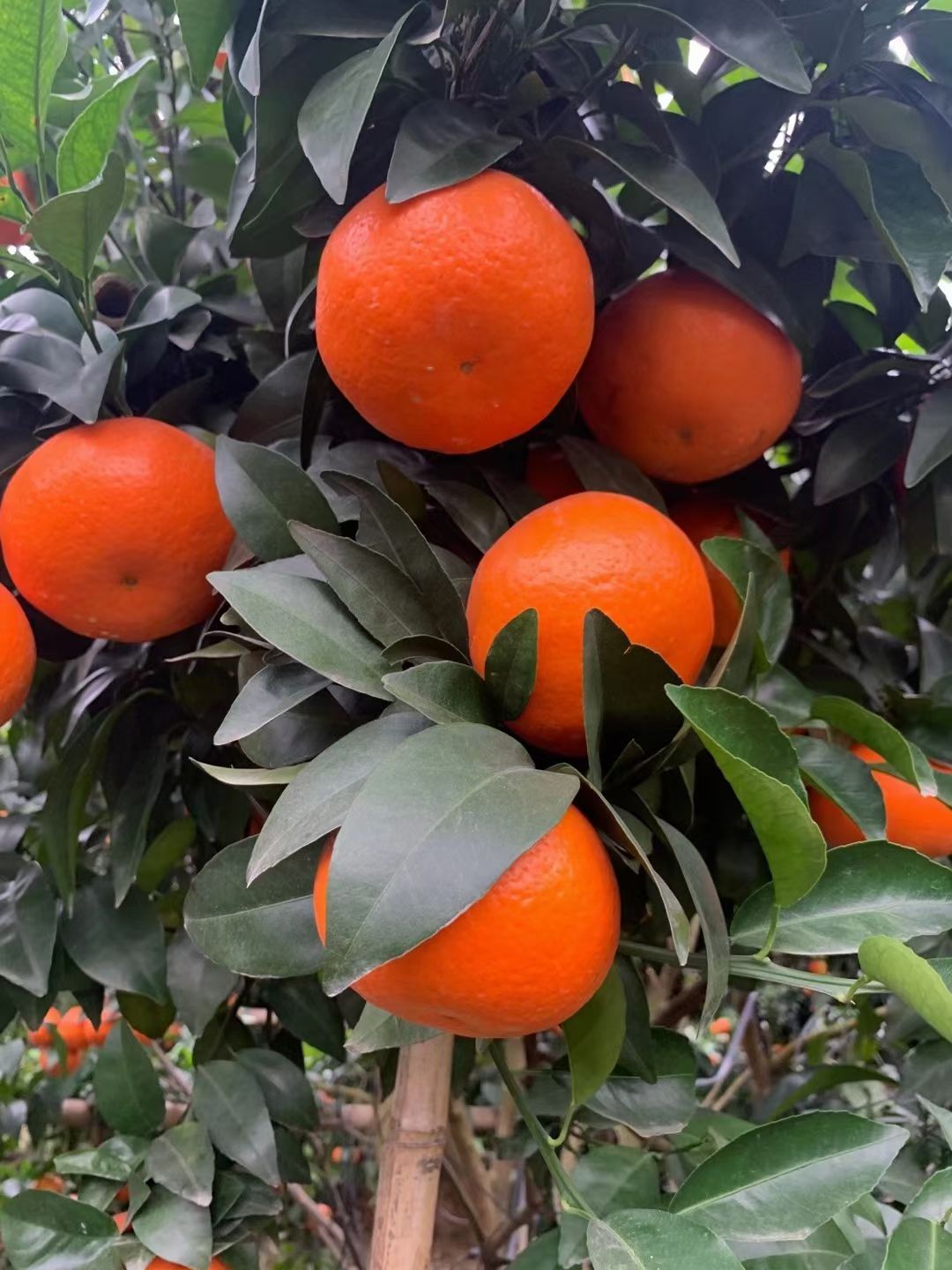 广西沃柑大量上市，货源充足质量保证，需要的老板联系我！