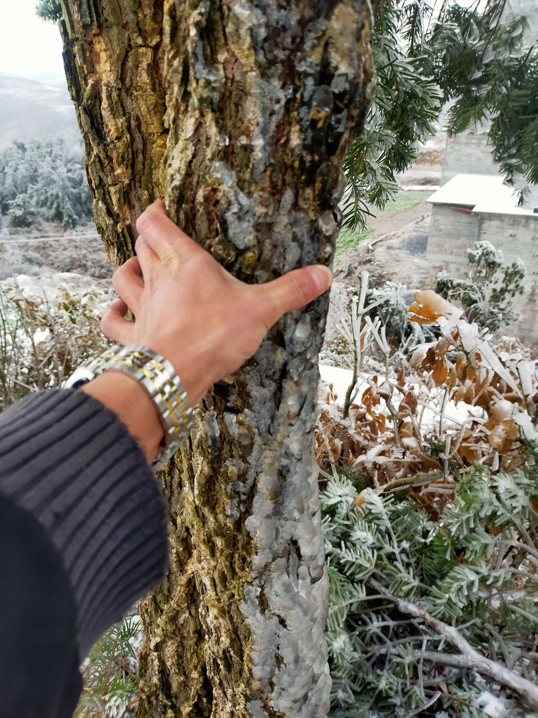 普通罗汉松 罗汉树罗汉树松树