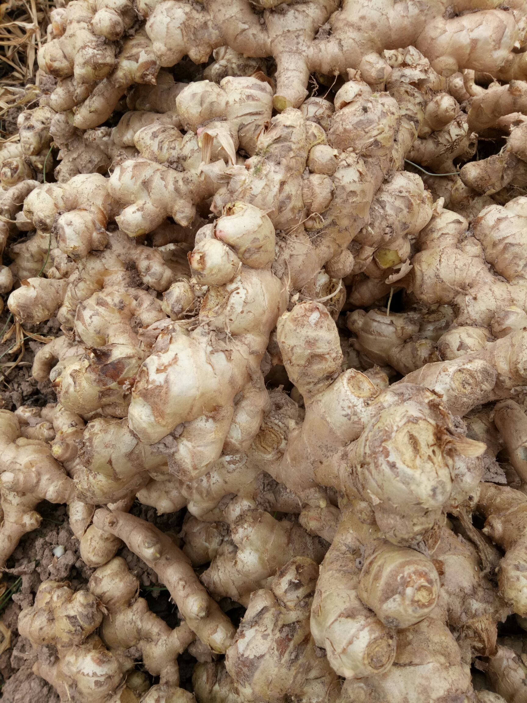 白姜 6两以上 带土 