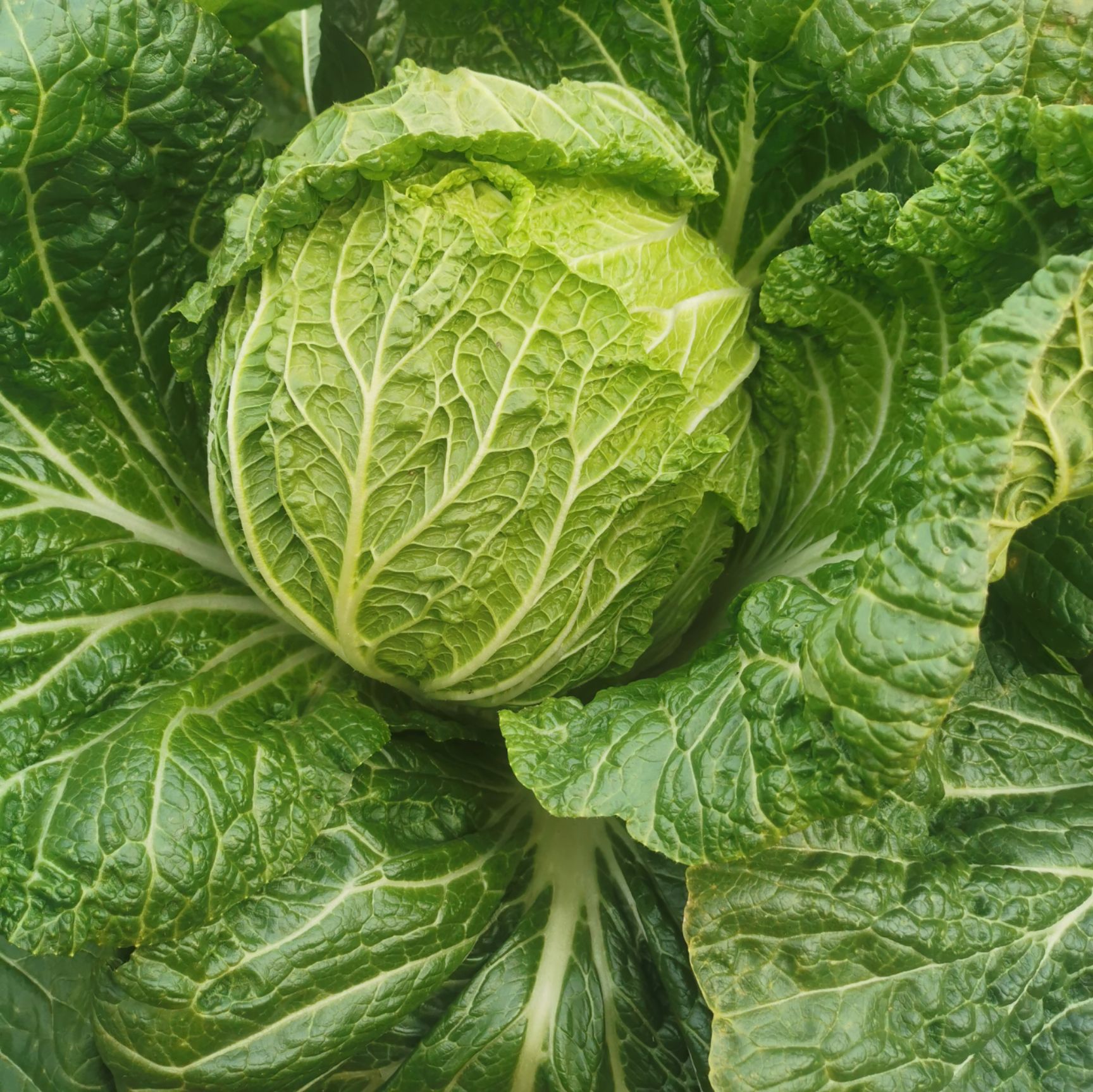 黄心大白菜  韩国黄心白菜