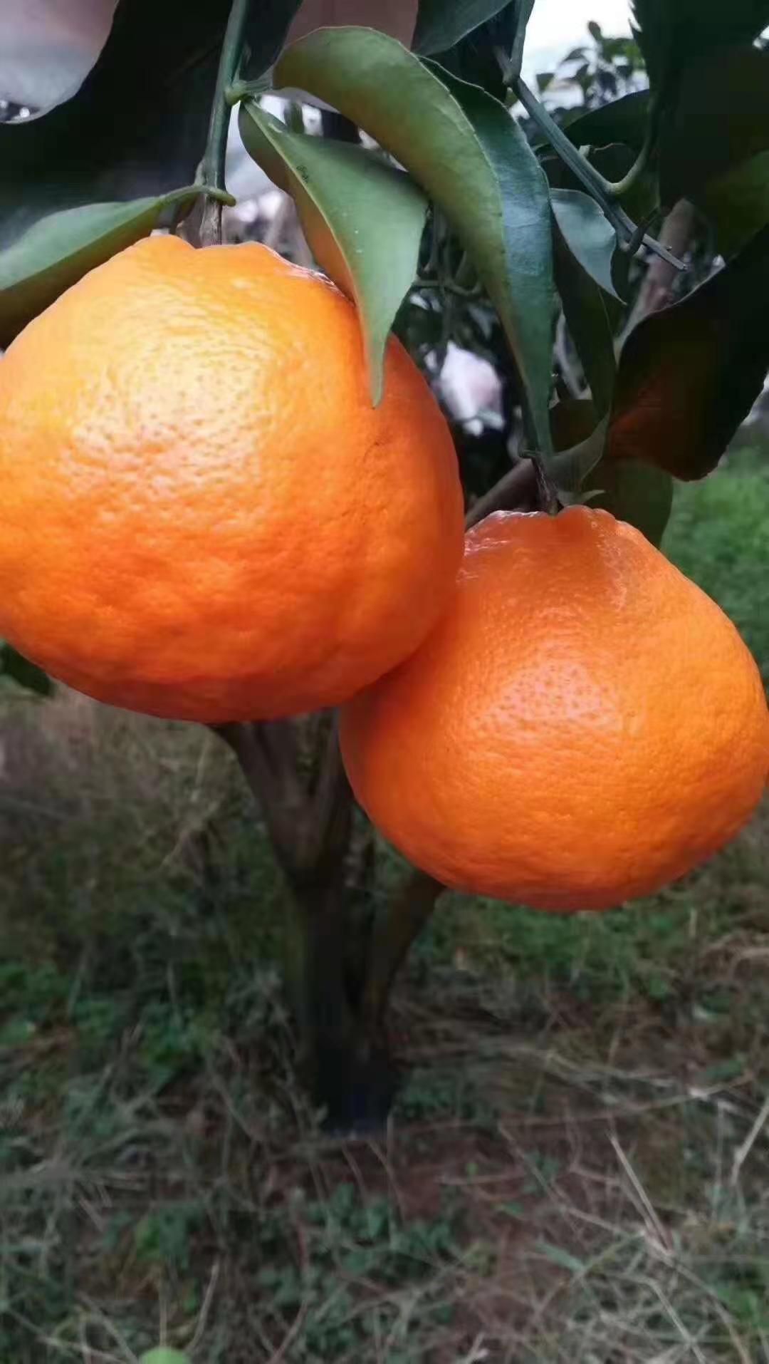  新鲜耙耙柑