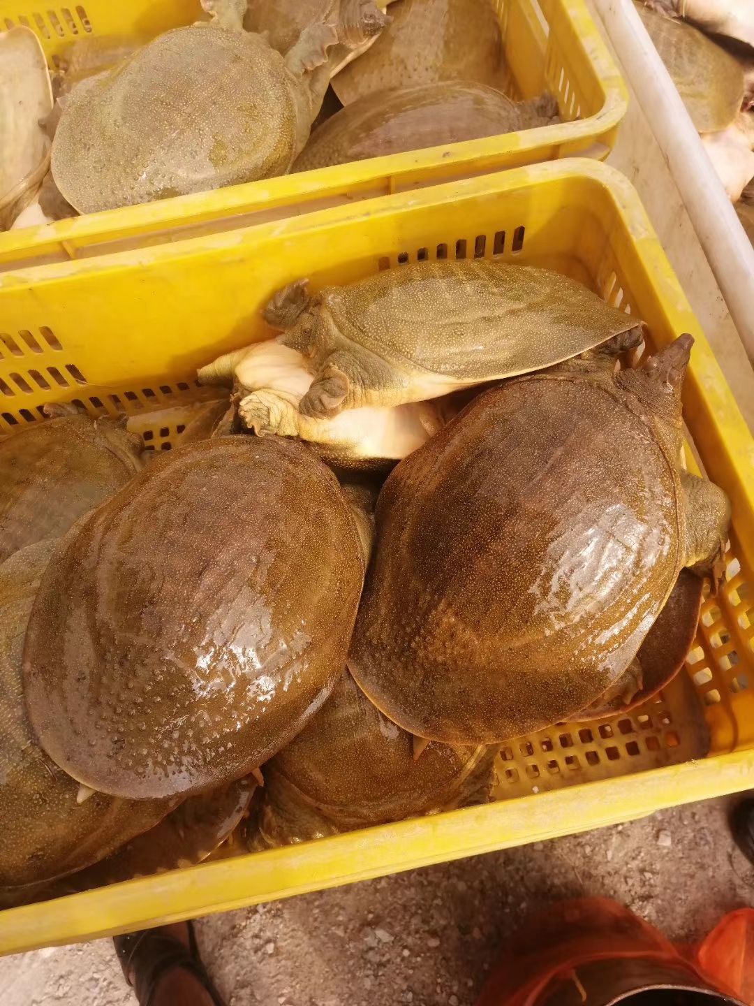 外塘甲鱼 大规格甲鱼3到6斤的，需要的联系我