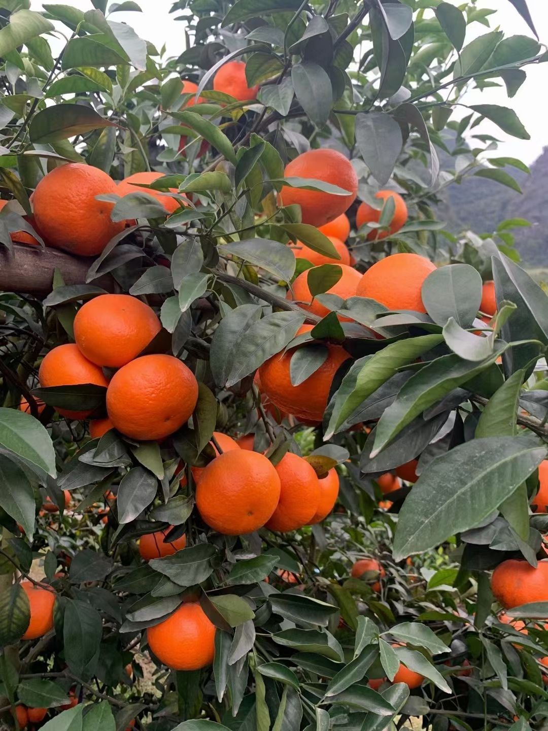 广西沃柑大量上市，货源充足质量保证，需要的老板联系我！