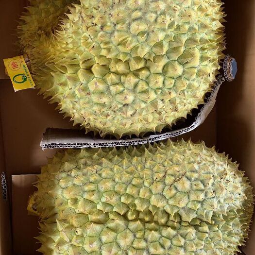 广州泰国金枕榴莲批发