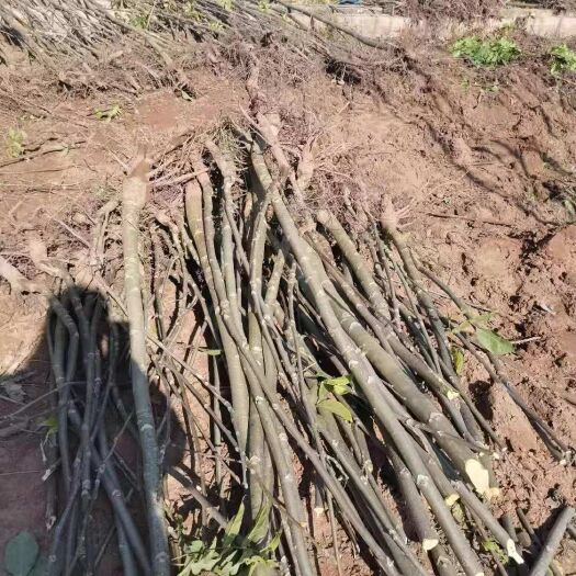 昭通大泡核桃苗 山核桃实生苗，大量供应，提供三证一签