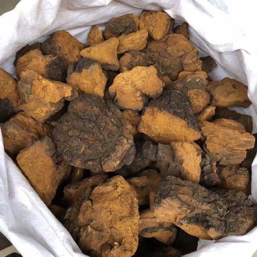 那坡县白桦茸  俄罗斯桦树茸
