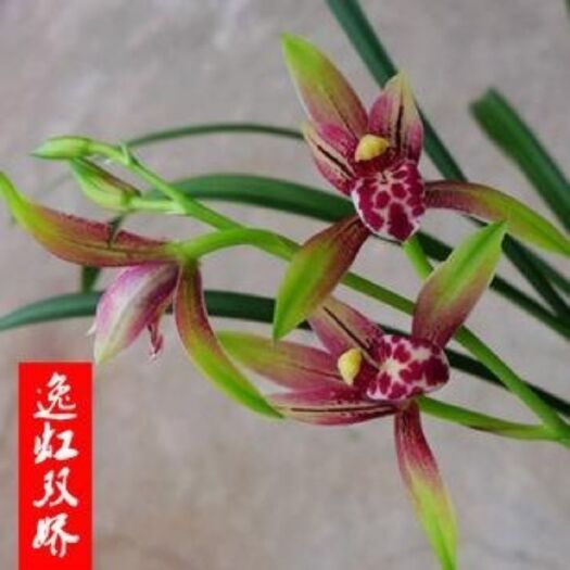 平原县 兰花建兰精品色花香型《小国魂》