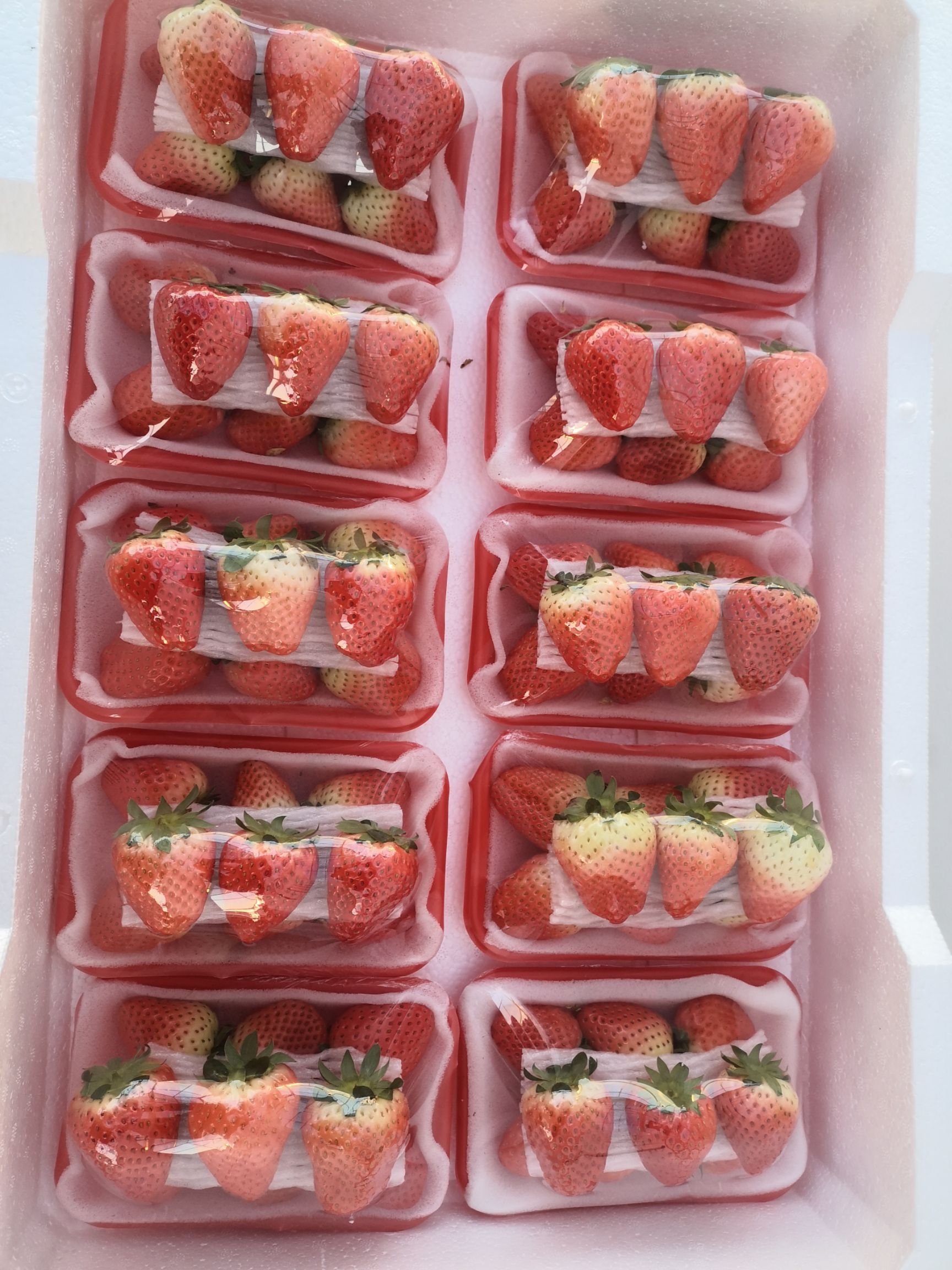 宁玉草莓  奶油草莓 货源充足 支持各种包装产地代办诚招全国