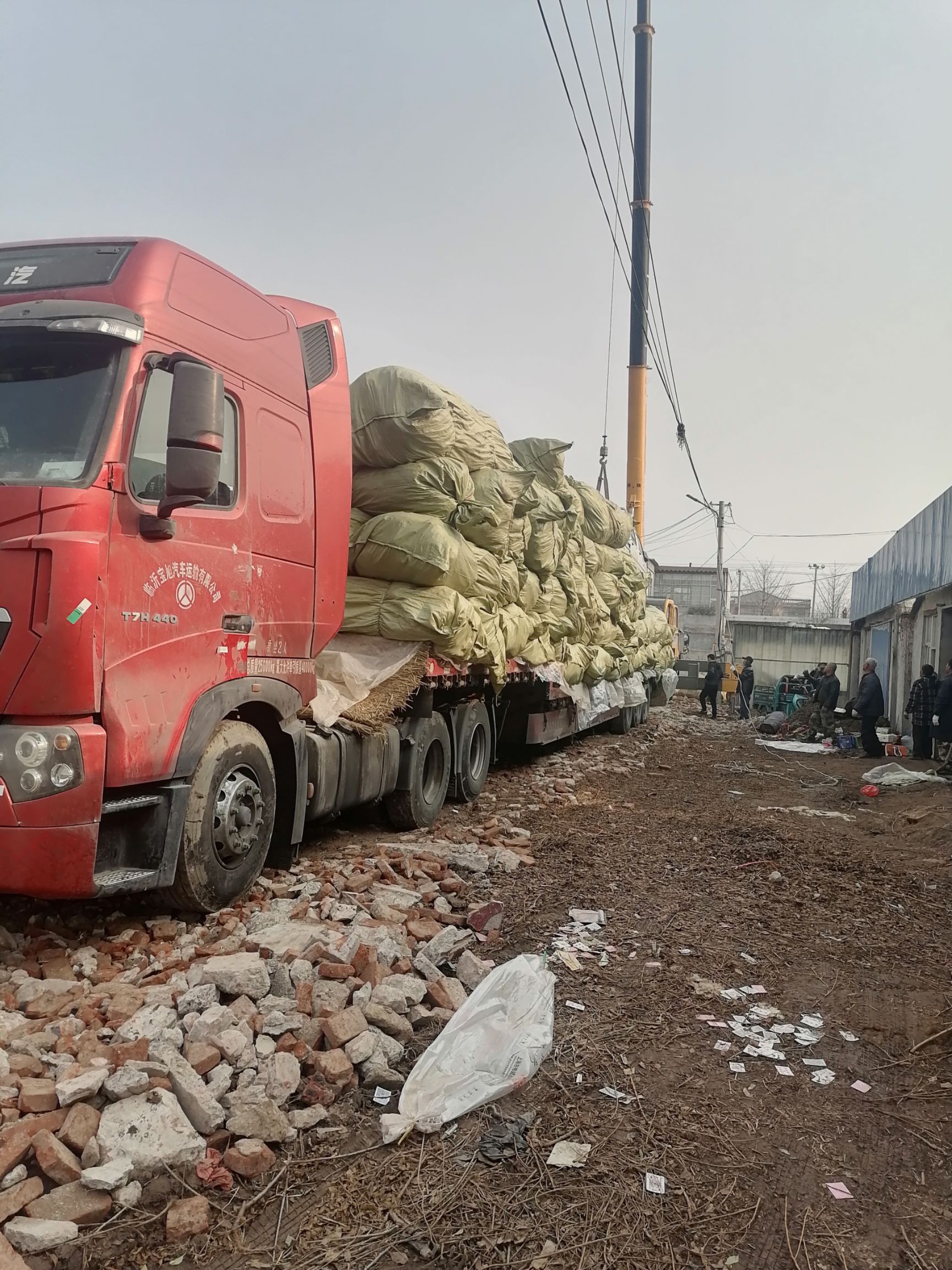 桃树苗 1.5公分以上 