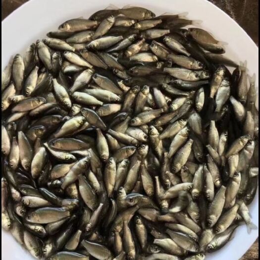 广州优质中山圆头鲫鱼苗出售，欢迎来电咨询订购
