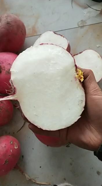 丰宁县农户自产自销红皮萝卜灯笼红萝卜灯笼红萝卜自产自销灯笼红萝卜