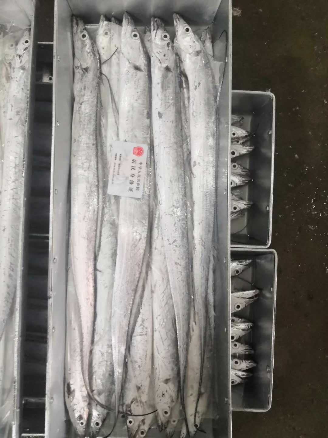 渤海刀鱼 网捕刀鱼，钓钩刀鱼都有送礼工厂发福利的看过来批发支持零售