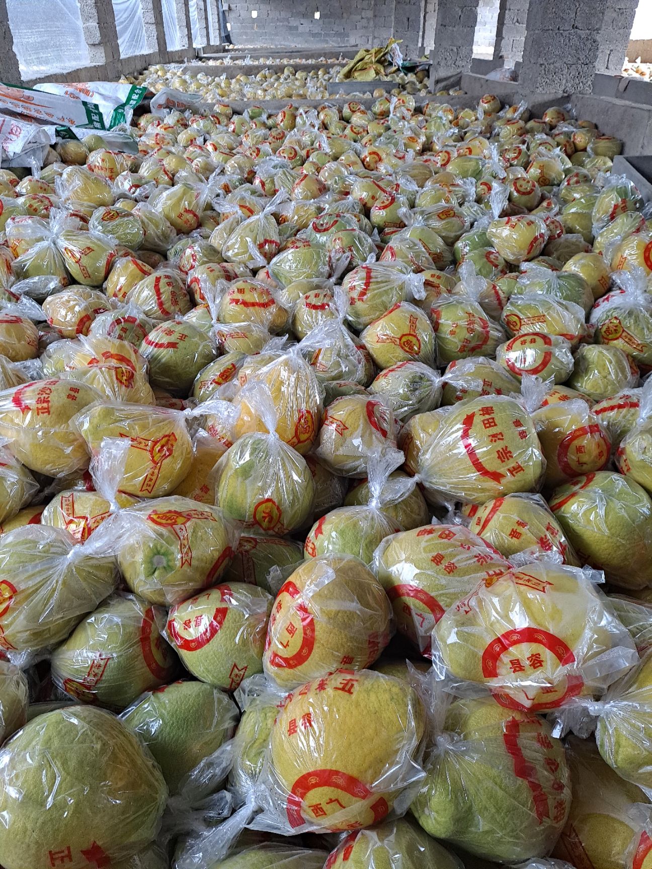 阳朔老树沙田柚1.67元-2