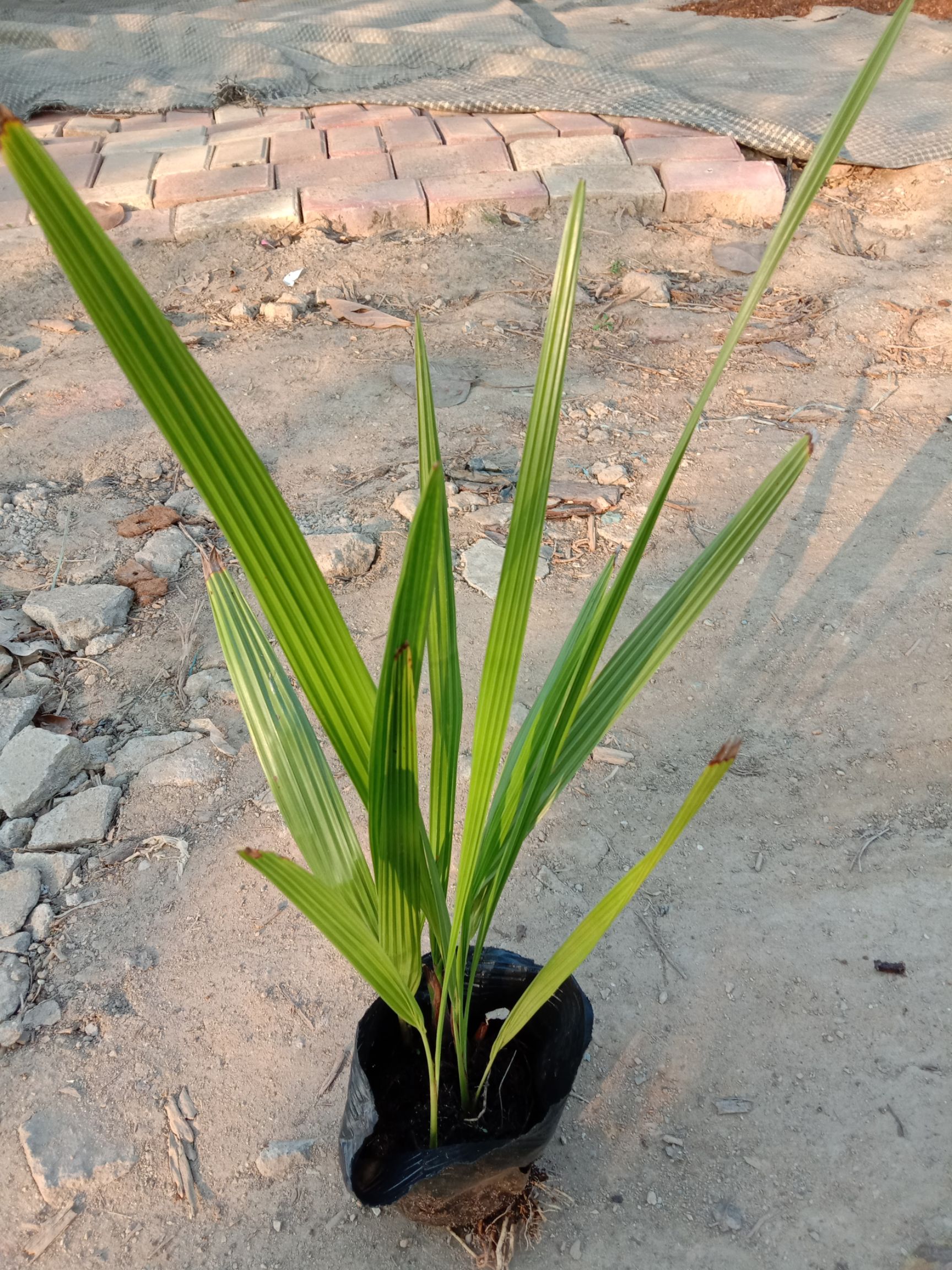 中东海枣苗棕榈科观叶植物园林绿化树