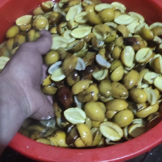 潮州加工半成品橄榄半1百斤起批