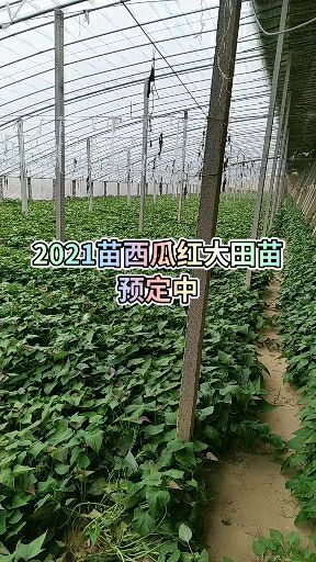 民权县西瓜红红薯苗  西瓜红大田苗现货，需要联系