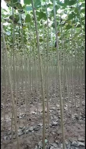 邹平市107速生杨
