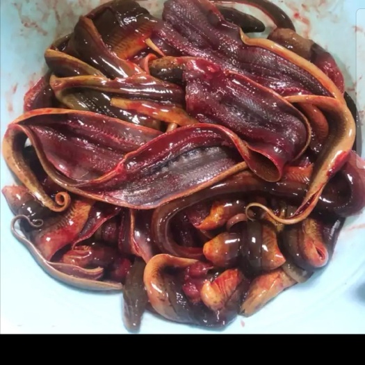 重庆市有机黄鳝  鳝鱼的营养我想就不必作过多的介绍了，量大者从优。