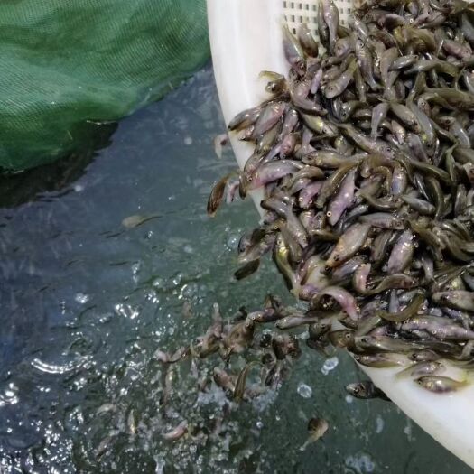 南宁 禾花鲤鱼苗。稻田鲤鱼苗，渔场直销，一手货源