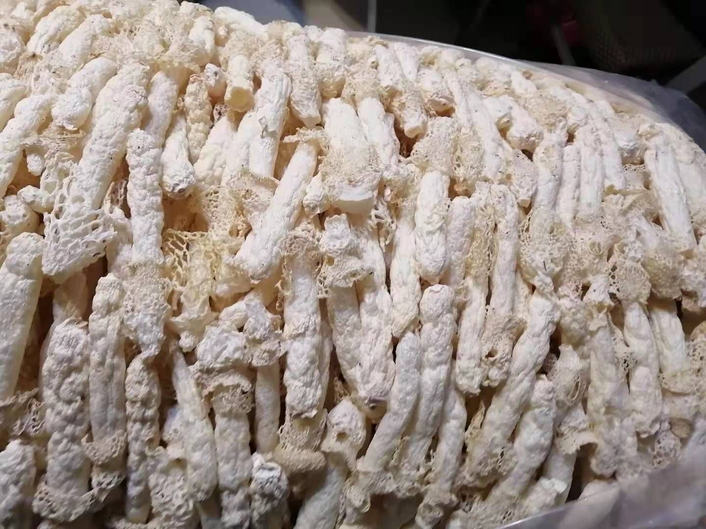 织金竹荪  贵州织金是中国竹荪之乡，红托竹荪产地竹荪供货，欢迎大家采购