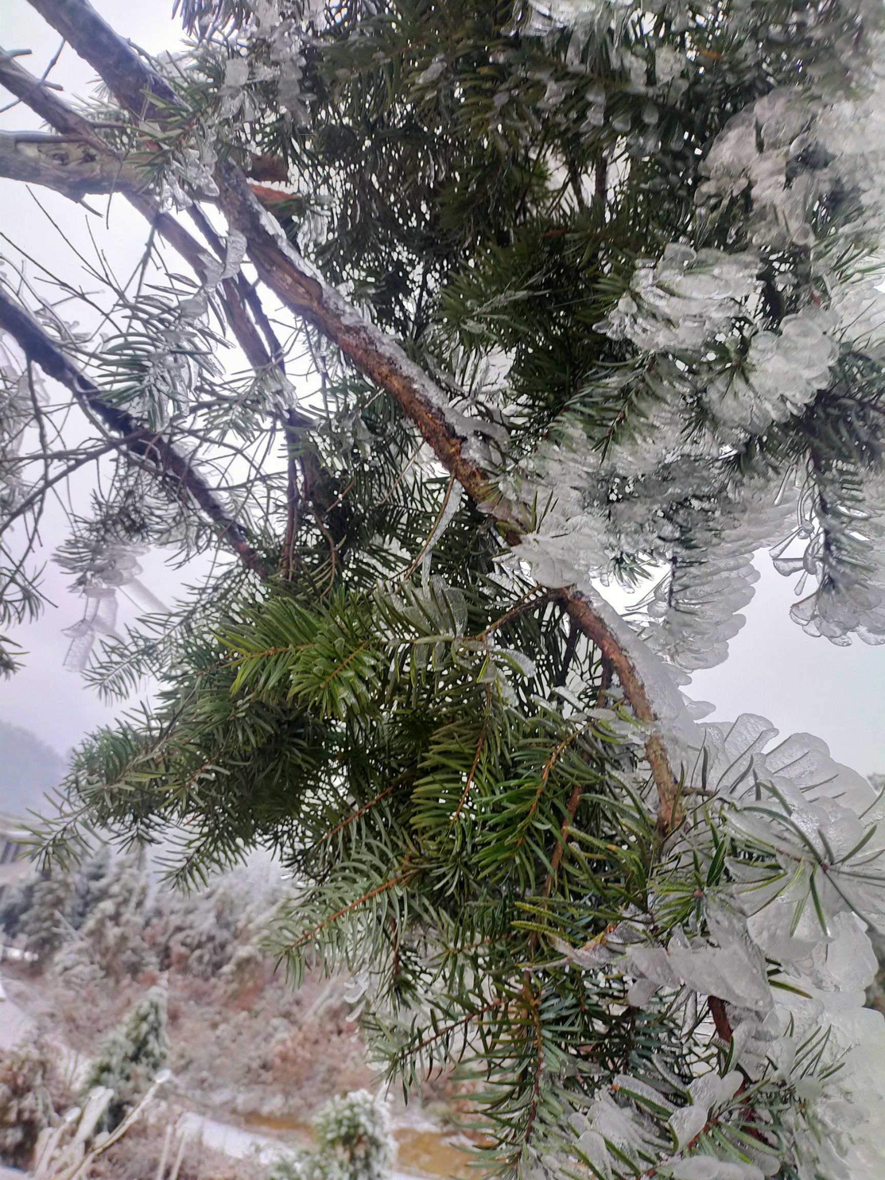 普通罗汉松 罗汉树罗汉树松树