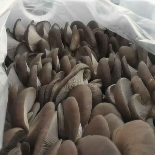 成安县 平菇大量出售。量大从优