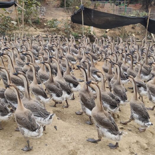 阳江阳江鹅 8-10斤 统货 半圈养半散养 
