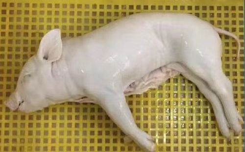 整头猪  冻乳猪，烤乳猪，冷乳猪，乳猪，脆皮乳猪