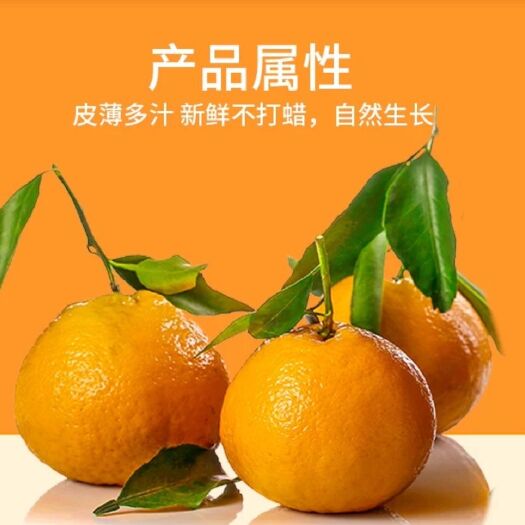 资中县春见（耙耙柑）其貌不扬，饱满多汁，酸甜可口肉质鲜嫩，橙粒分明