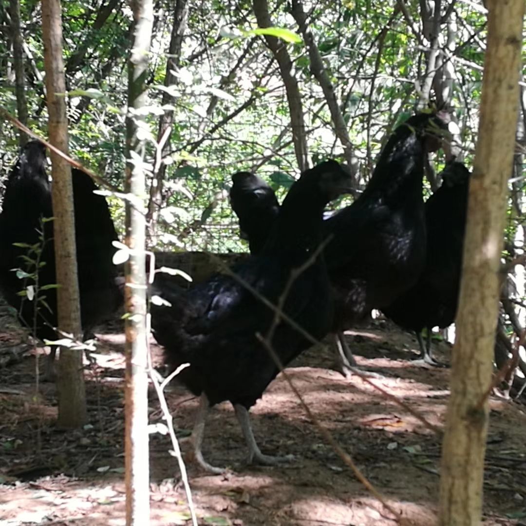 五黑鸡  跑山乌鸡