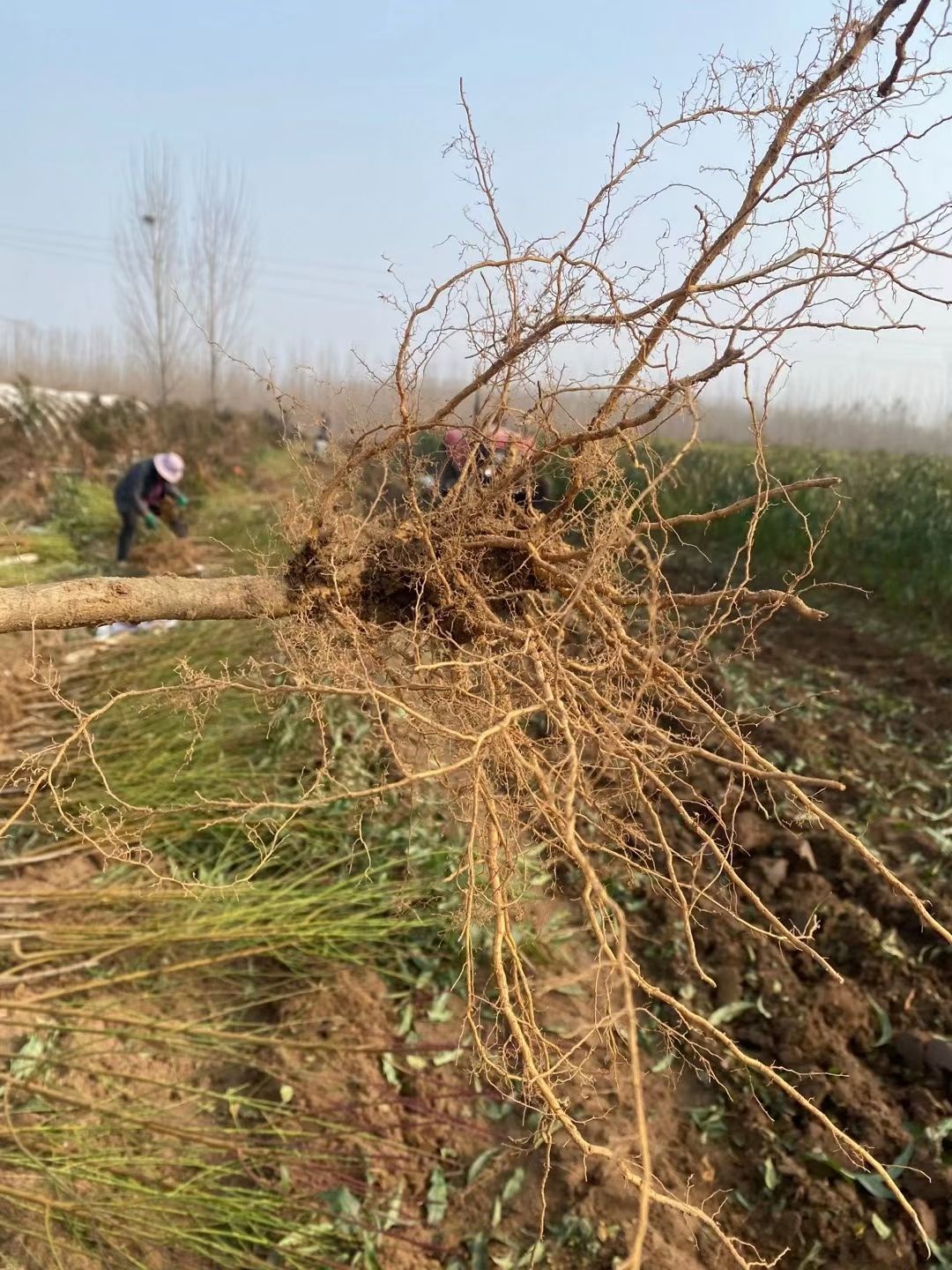 桃树苗 1.5公分以上 