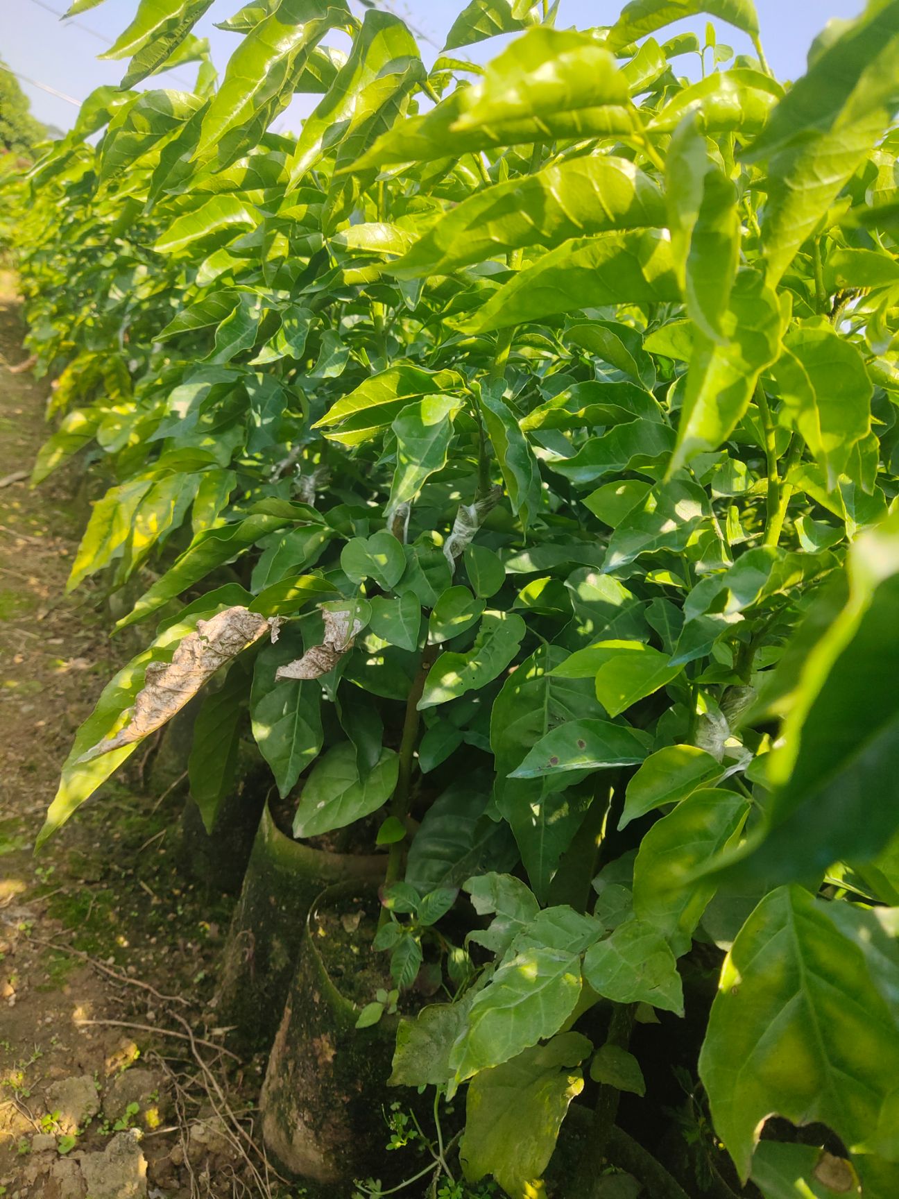 黑金刚黄皮果苗，贵妃黄皮果苗