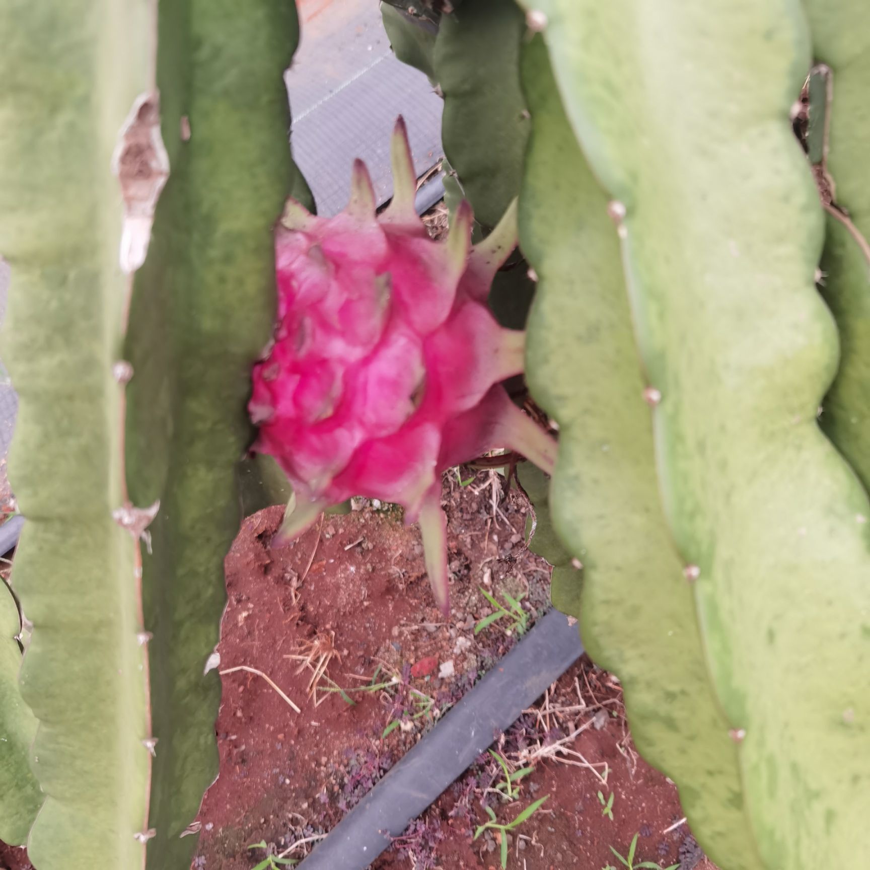 台农五号火龙果 台农火龙果