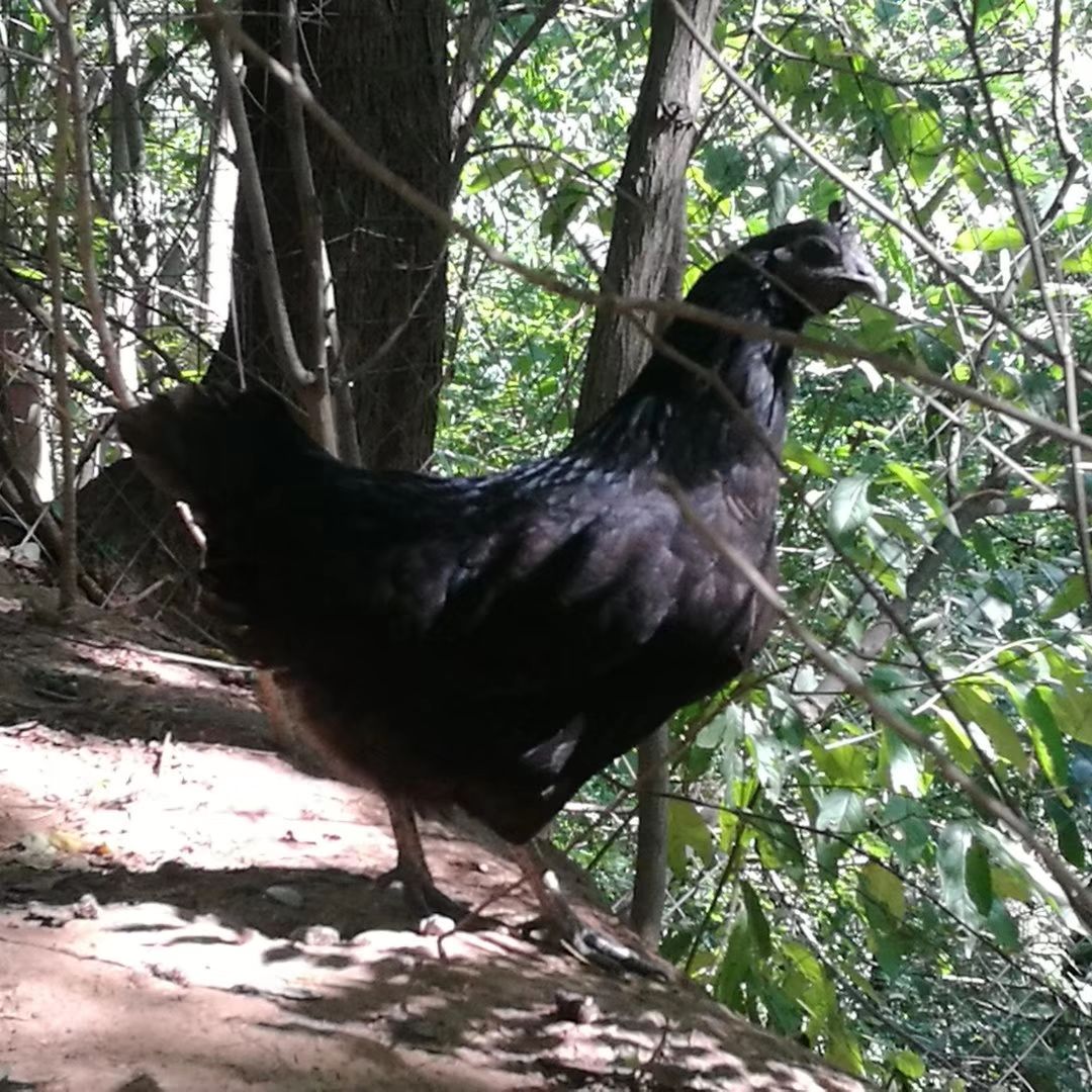五黑鸡  跑山乌鸡