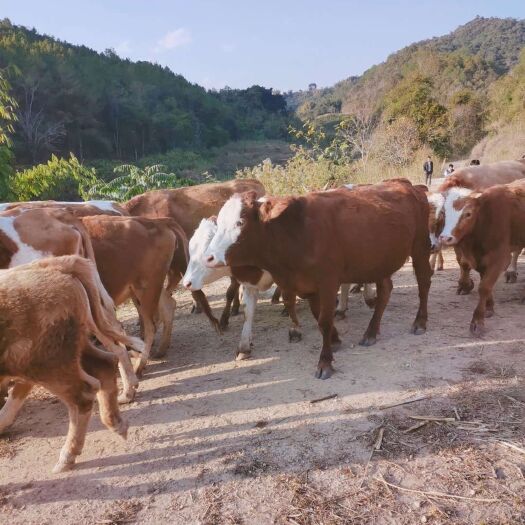威宁县西门塔尔牛 400-600斤 统货
